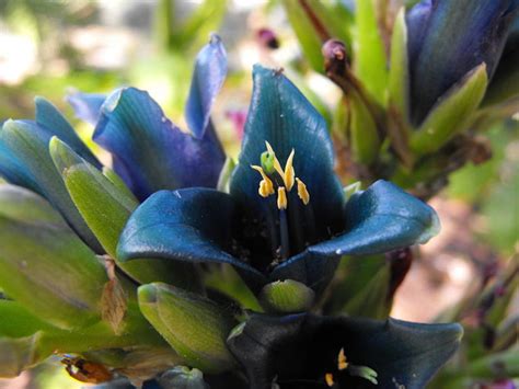 Sapphire Tower l Mesmerizingly Beautiful Succulent .